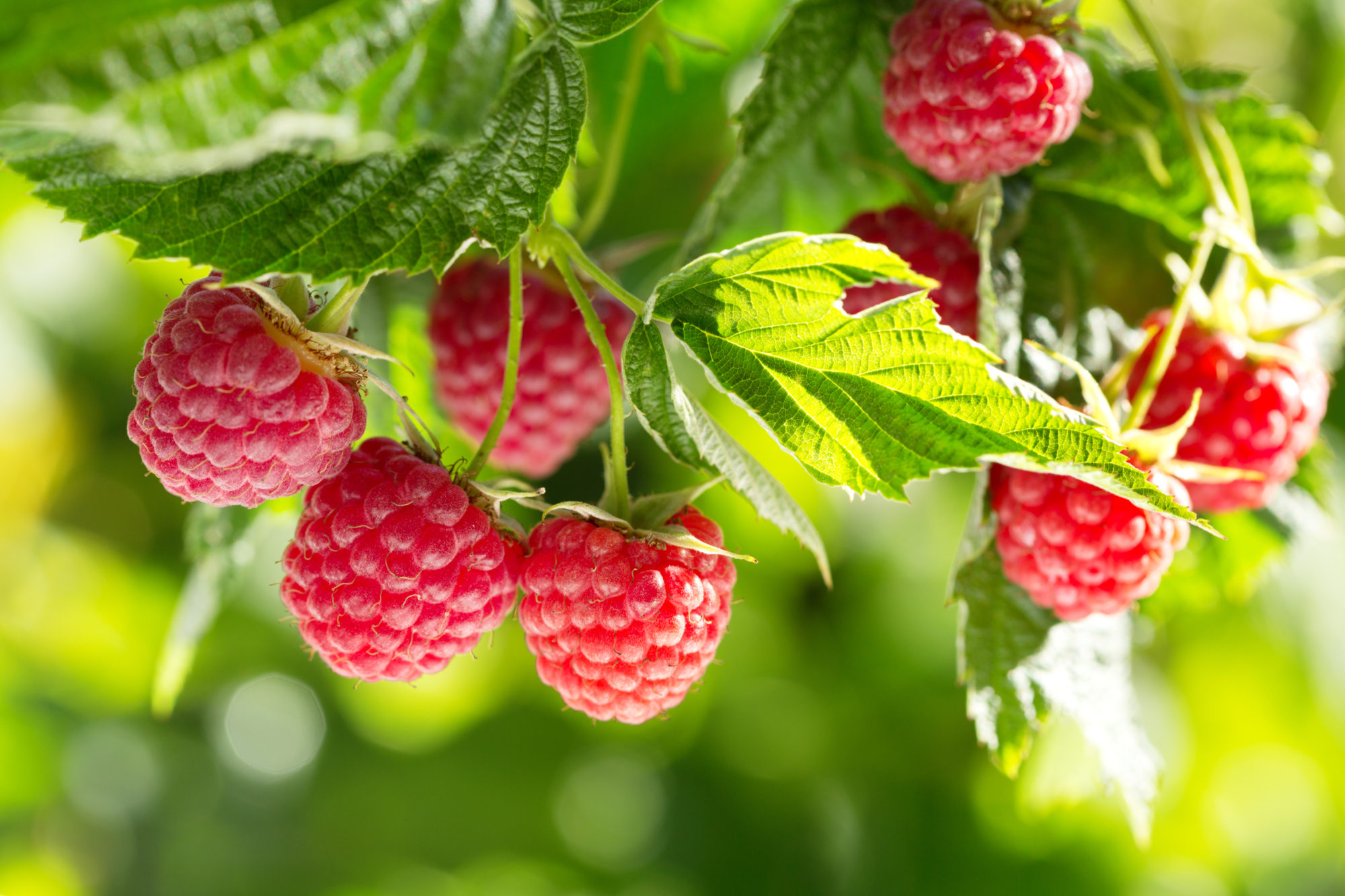 Raspberries Rectory Farm Raspberries Rectory Farm