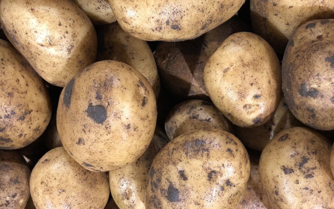 POTATOES FOR SALE FROM FARM YARD