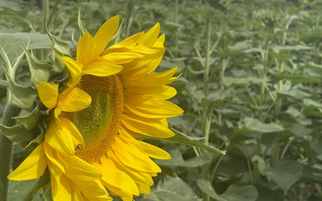 Sunflower walk opens this weekend