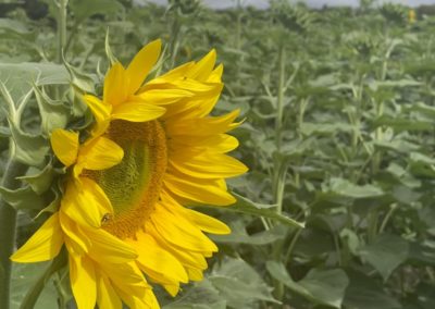Sunflower walk opens this weekend