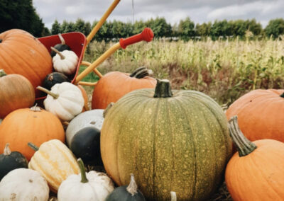 THE PUMPKIN PATCH 20TH – 30TH OCTOBER