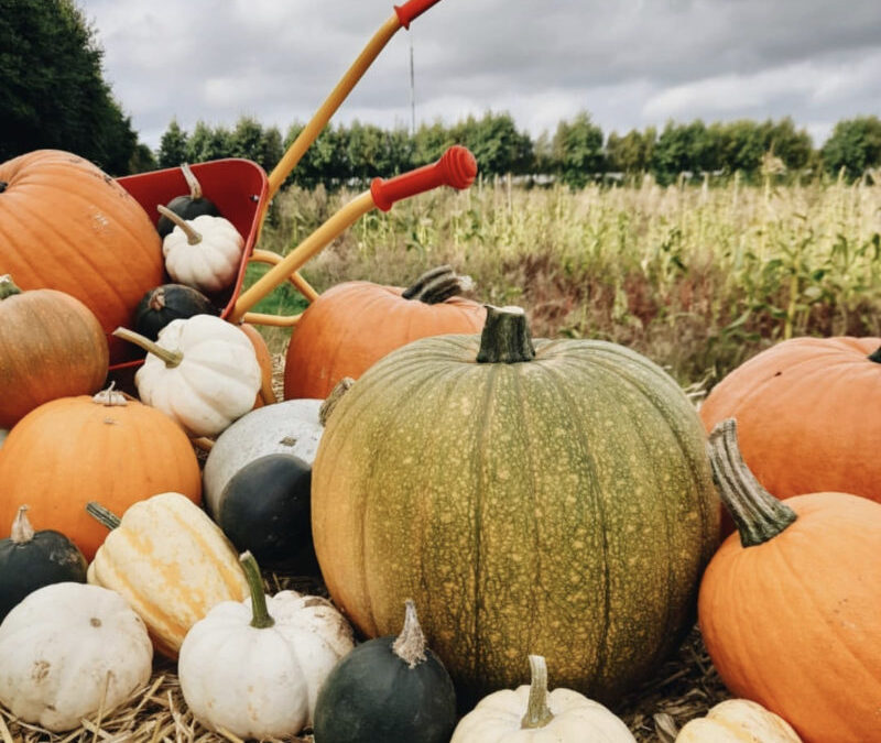 THE PUMPKIN PATCH 20TH – 30TH OCTOBER